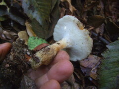 Polyporus decurrens