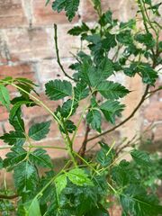 Maclura tinctoria