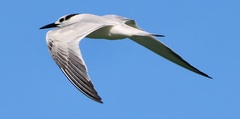 Sterninae