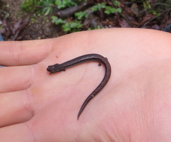 Gabilan Mountains Slender Salamander photo 5