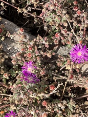 Drosanthemum ambiguum