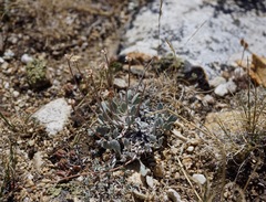 Eriogonum kingii