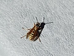 Polistes aurifer