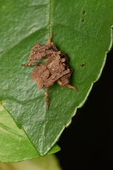 Coenypha edwardsi