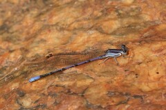 Argia hinei