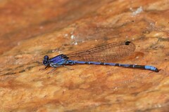 Argia extranea