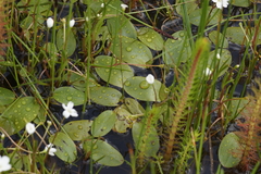 Potamogeton cheesemanii