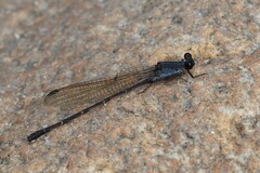 Argia lugens