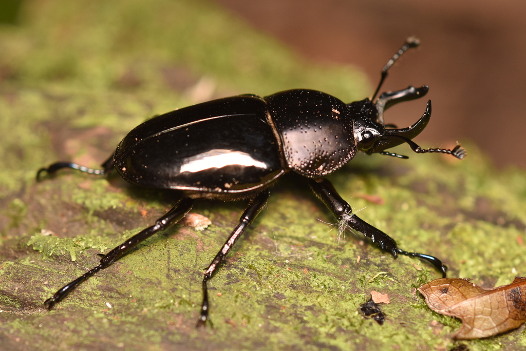 Streptocerus