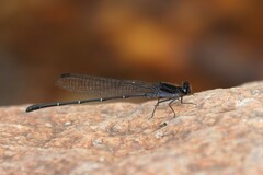 Argia tezpi
