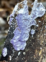 Phlebiopsis crassa