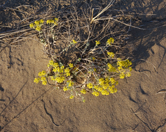 Odontarrhena obovata