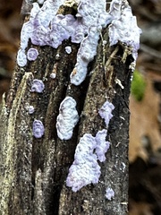 Phlebiopsis crassa