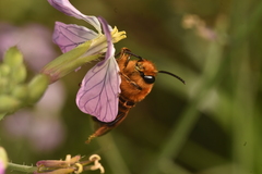 Cadeguala occidentalis