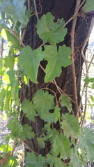 Vitis vinifera vinifera