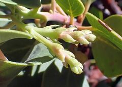 Arctostaphylos glauca
