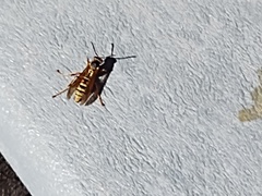Polistes aurifer