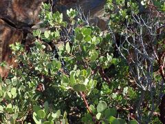 Arctostaphylos glauca