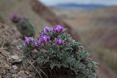 Oxytropis tragacanthoides