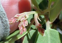 Arctostaphylos glauca