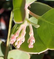 Arctostaphylos glauca