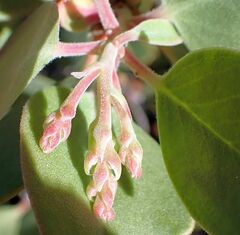 Arctostaphylos glauca