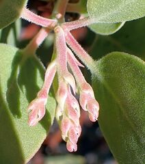 Arctostaphylos glauca