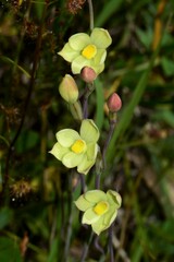Thelymitra flexuosa