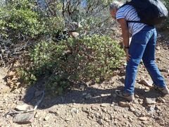 Arctostaphylos glauca