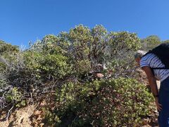 Arctostaphylos glauca