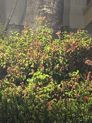 Clerodendrum paniculatum