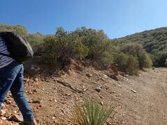 Arctostaphylos glauca