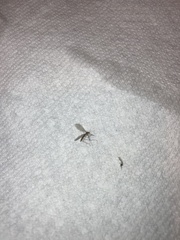Trichocera