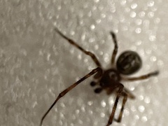 Araneoidea