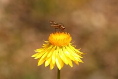 Bombyliidae