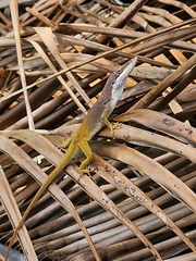 Anolis allisoni