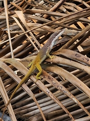 Anolis allisoni