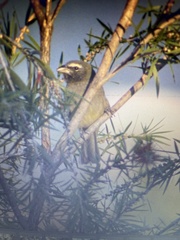 Saltator grandis