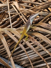 Anolis allisoni