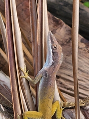 Anolis allisoni