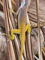 Anolis allisoni