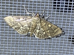 Herpetogramma aeglealis