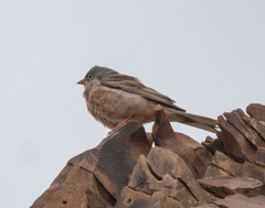 Emberiza buchanani