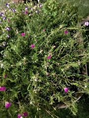 Portulaca