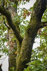 Quercus stellata