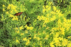 Senecio spartioides