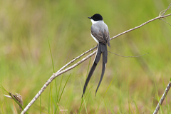 Tyrannus savana