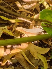 Eutropis multifasciata