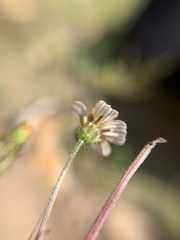 Bidens odorata