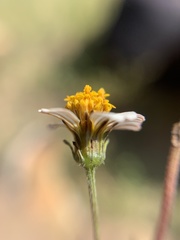 Bidens odorata